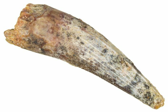 Juvenile Fossil Spinosaurus Tooth - Real Dinosaur Tooth #348686